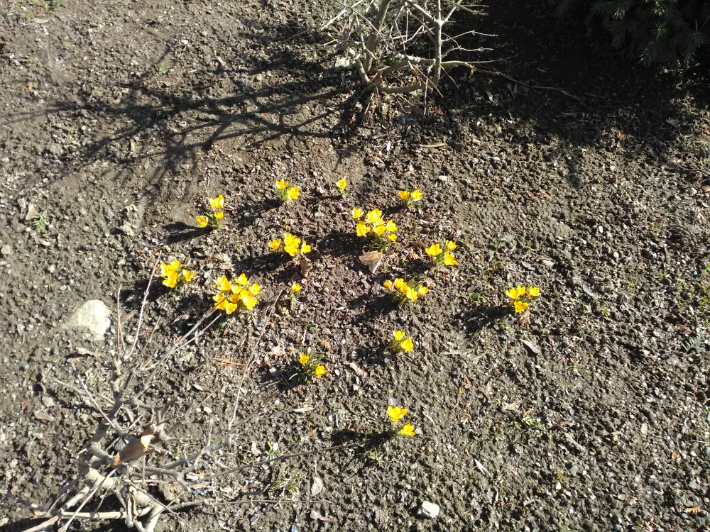 Projekt KROKUS 2019 Projekt KROKUS 2019
